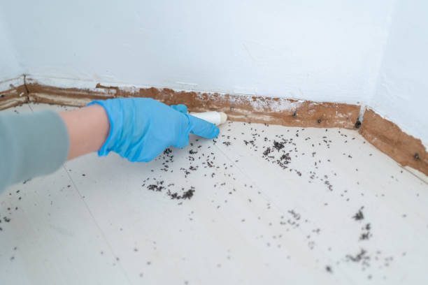 Wasp Removal Services in Barberton, WA